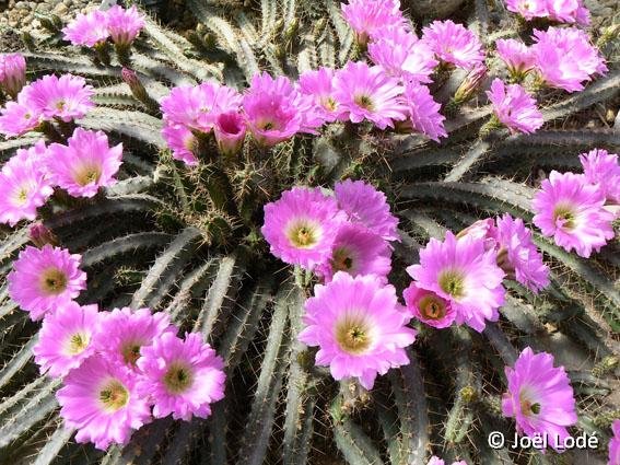 Echinocereus pentalophus JLcoll.1236